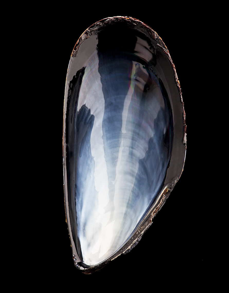 MUSSEL SHELL ON BLACK SHOT BY DAVID FILIBERTI